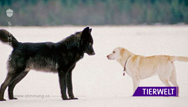 Er sah hilflos zu, wie der Wolf sich seinem Hund nähert – dann geschah das Undenkbare.