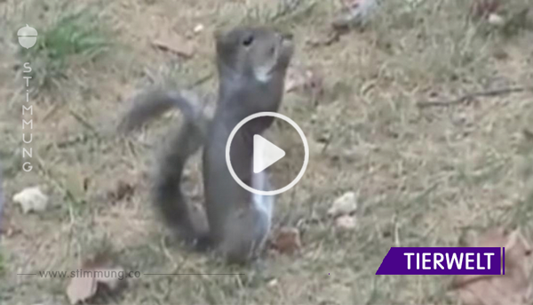 Das Eichhörnchen findet im Garten eine Nuss. Seine Reaktion, als er bei 0:09 hineinbeißt – ich schmeiß’ mich weg!