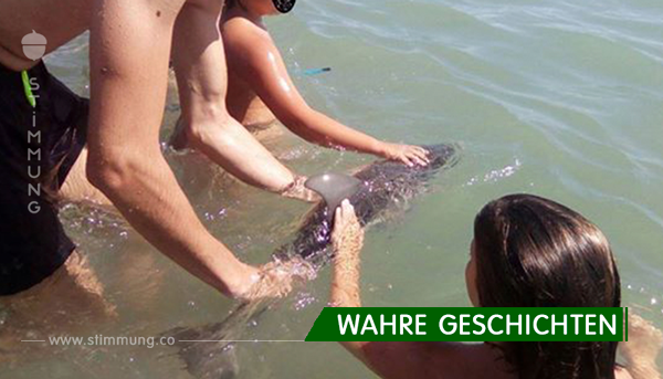 Selfies statt Hilfe: Touristen töten Baby Delfin durch Herumreichen.