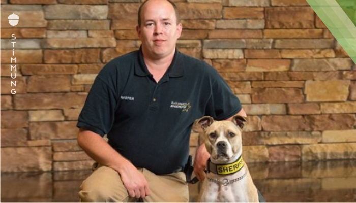Keine “Kampfhunde”: Beamte sind stolz auf Pitbull-Kollegen.