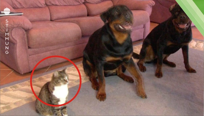 Er sagt seinen Hunden, sich hinzulegen – die Reaktion der Katze ist einfach genial!