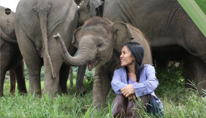 Video: Tierschützerin rettet missbrauchte Elefanten.
