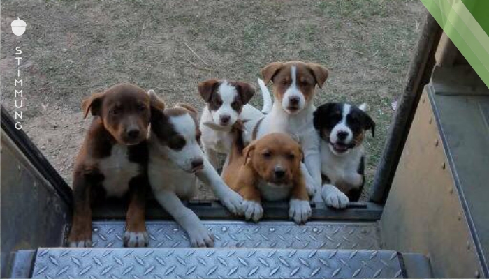 15 Hunde, die bis über beide Ohren in den Postboten verliebt sind.