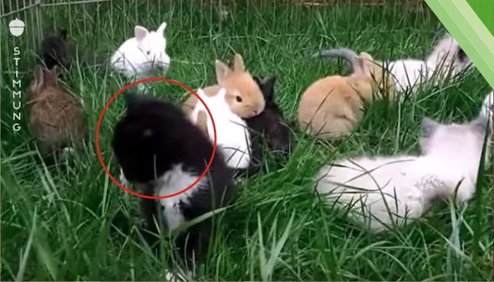 Video: 3 Kätzchen, die sich für Häschen halten.