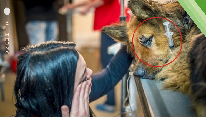 Als die Freiwilligen diesen Hund gesehen hatten, konnten sie nicht ihre Tränen zurückhalten. Das ist monströs!