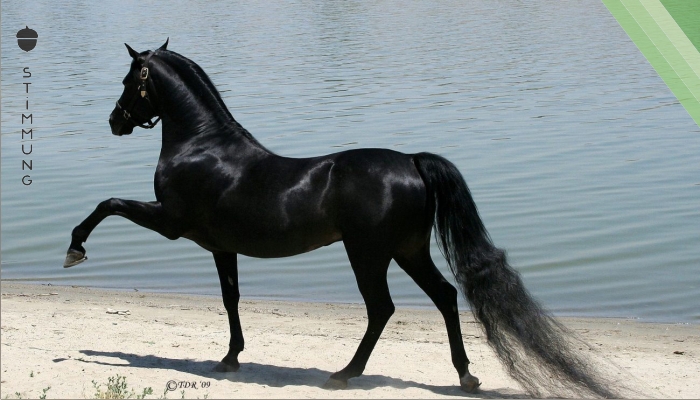 Dies sind die schönsten Pferde auf dem Planeten!