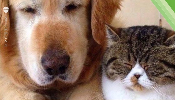 Katzenmenschen kaufen Hund – der Beginn großer Freundschaft!