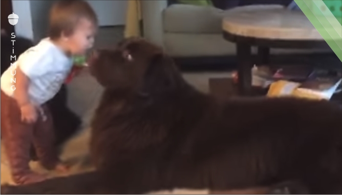 Das Kind lehnt sich nach vorne um den Hund einen Kuss zu geben – schau dir die Reaktion an