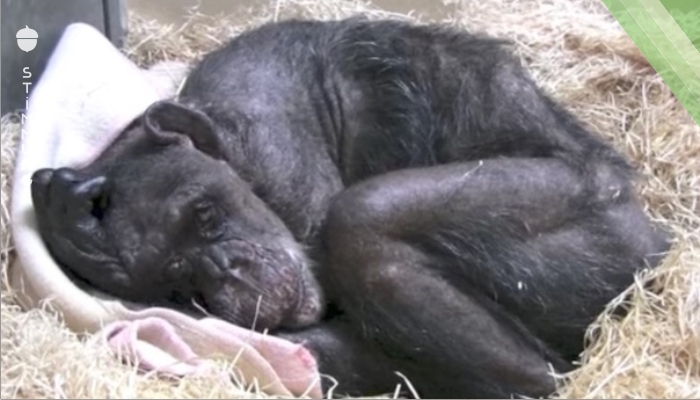 Sterbende Schimpansin sieht alten Freund ein letztes Mal.