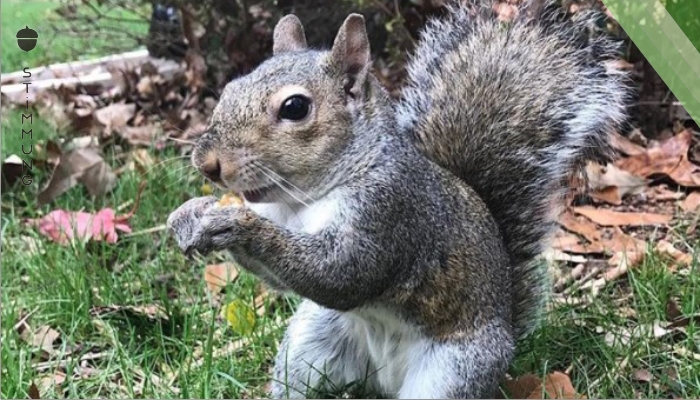 Eichhörnchen klopft an die Tür der Familie seit 8 Jahren – und kommt dann mit einer Überraschung auf Besuch