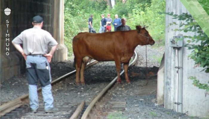 Kuh flüchtet aus Schlachthof und verursacht Chaos im Schienenverkehr