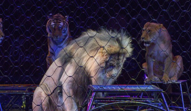 Video: Löwenbruder nach jahrelanger Zirkusqual vereint.