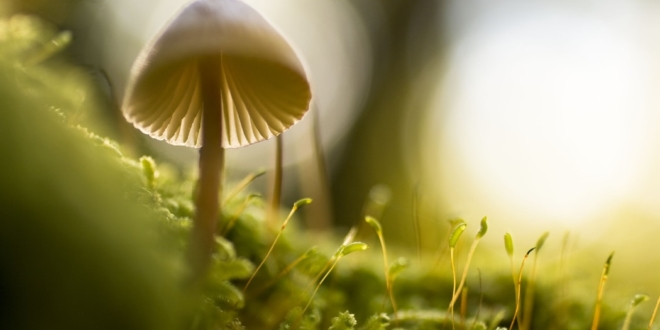 Forschung sagt, dass Magic Mushrooms Gehirnzelen wachsen lassen und reparieren