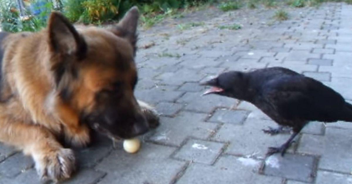 VIDEO: Krähe spielt PingPong mit einem Schäferhund! Unglaublich!	
