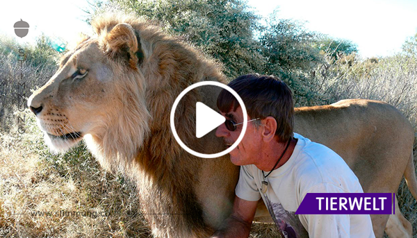 Pfleger rettet Löwen vor dem Tod und wird sein bester Freund.