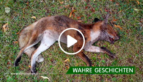 Mutige Frau rettet gejagten Fuchs vor grausamem Tod.
