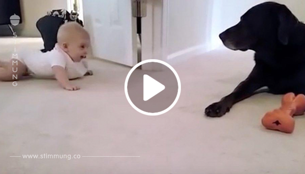Das Baby krabbelt zum ersten Mal auf allen vieren – die Reaktion des Hundes wurde nun zum Internethit