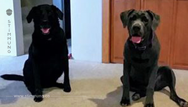 Nach dem Tod ihrer Hunde wollten sie das Futter zurückschicken – mit der Reaktion hätten sie nicht gerechnet