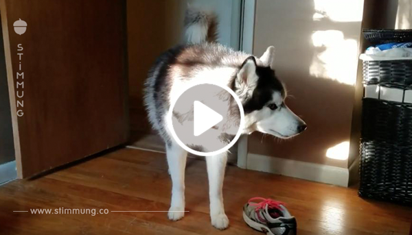 Besitzer konfrontiert den Husky über den verschwundenen Schuh – daraus entsteht eine lustige Unterhaltung