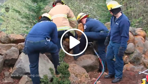 Die Familie hört Schreie unter den Felsen – dann kommt die Feuerwehr, um das Leben des Tieres zu retten