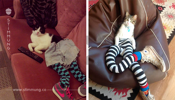 Neuer Fototrend: 20 Katzen mit Leggings und Schuhen.