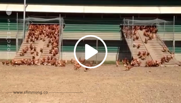 Der Bauer filmt die Hühner wie sie am Morgen hinausgehen. Was sie dann machen ist einfach toll!