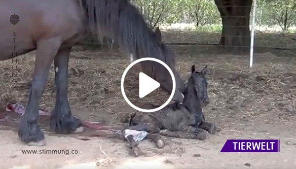 Trächtiges Pferd bringt Junges auf die Welt: Sehen Sie die Reaktion der Mama, als das Fohlen anfängt, zu laufen