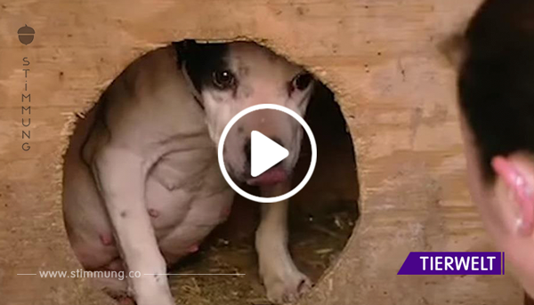 Trächtige Hündin wurde kurz vor der Geburt ihrer Welpen vor dem Hundekampf gerettet