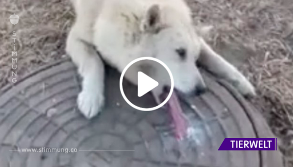Video: Hund wird von vereistem Gullydeckel befreit.