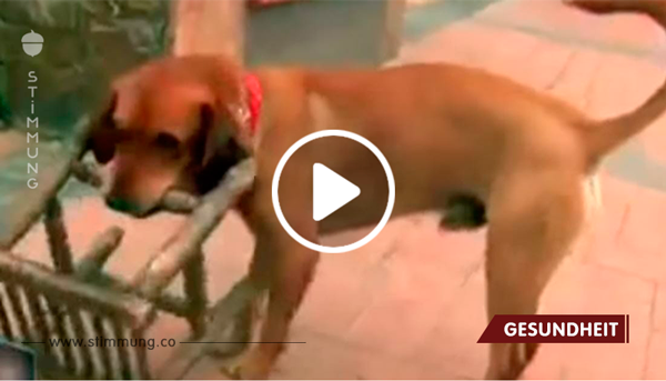 Der Hund trägt täglich einen kleinen Stuhl – jetzt bricht der Grund dafür die Herzen der ganzen Welt