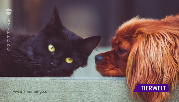 Können Katzen und Hunde ”Geister” sehen? Wissenschaftliche Studie bestätigt, dass sie Frequenzen sehen können, die wir nicht sehen