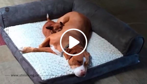 Familie wollte Pitbull aus dem Tierheim adoptieren – aber dieser weigerte sich, seinen Freund zurückzulassen