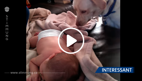 Video: Fürsorglicher Labrador will nicht, dass Baby friert.