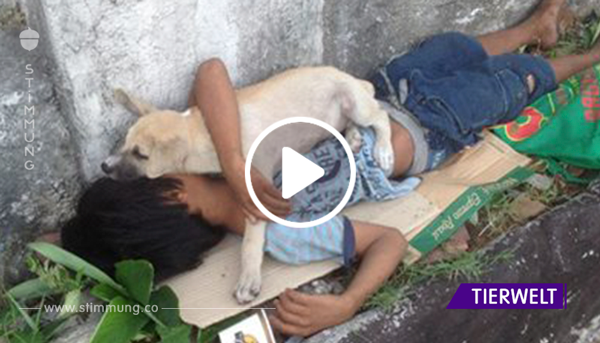 Junge adoptiert einen Straßenhund, damit er nicht mehr allein ist – nun berührt die Freundschaft die ganze Welt