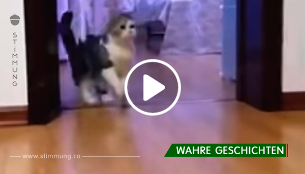 Der Besitzer legt seine Katze herein – und dabei entstand dieses irrsinnig lustige Video