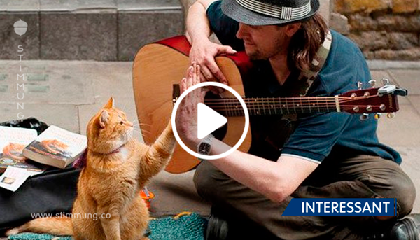 Wie eine ungezähmte Katze einem Obdachlosen Junkie hilft sein Leben zu verändern