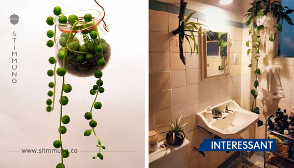 Ideal fürs Bad: 12 Pflanzen, die kein Licht brauchen.