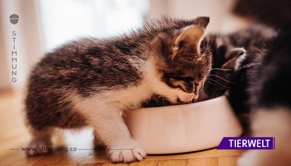 WICHTIGE INFO: 10 Lebensmittel, die giftig für eure Katze sind! Ihr solltet eure Katze niemals ...	