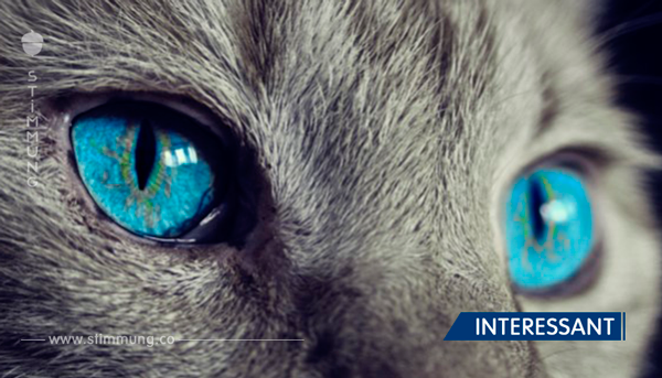 Katzen- Sie schützen dich und dein Zuhause vor Gespenster und negativen Geistern!