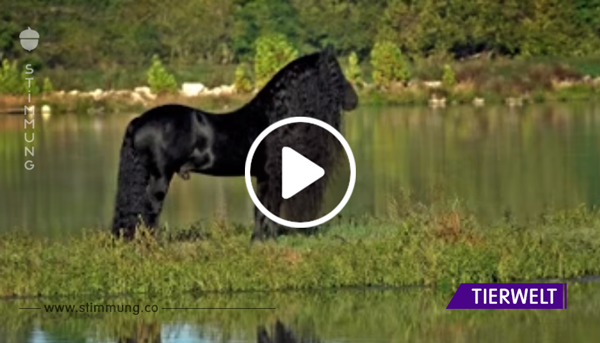 Es sieht wie ein gewöhnliches, schwarzes Pferd aus – aber warte, bis es sich dann umdreht!