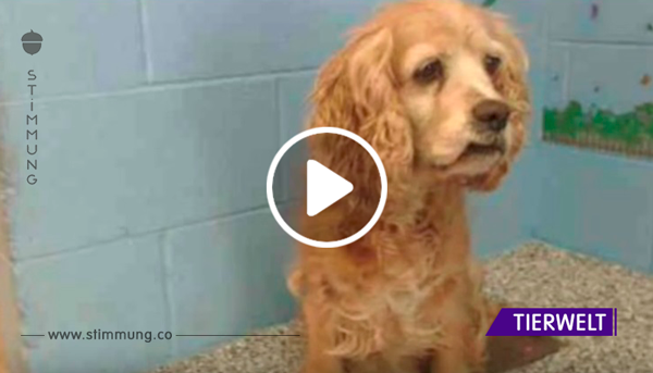 Die Familie lässt ihren 15 Jahre alten Hund im Tierheim zurück und nimmt sich einen jungen Hund