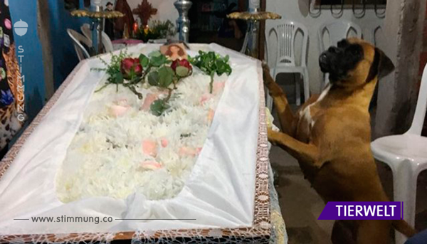Frau erliegt ihrem Krebs – ihr Hund zeigt auf ihrer Beerdigung, wie sehr er sie geliebt hat