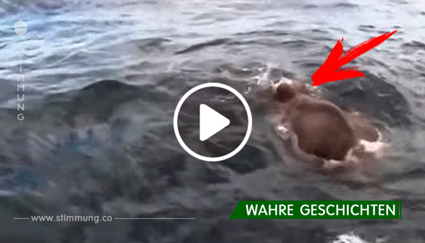 Seefahrer bemerken etwas im Wasser – als sie sehen, dass es ein Elefant ist, versuchen sie, das Tier zu retten