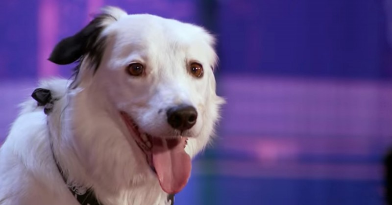 Auftritt von Frau mit Hund begeistert Talentshow Jury.
