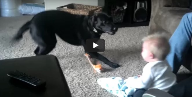 Das Baby lacht unaufhaltsam über den Hund, als dieser versucht, ihn mit allen Mitteln zum Spielen zu bringen