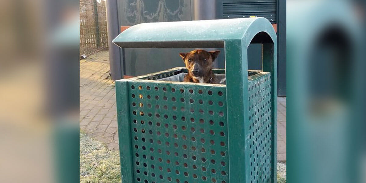 Der Hund wird in einer Mülltonne entdeckt – doch Retter mit einem guten Herzen nehmen sich seiner an