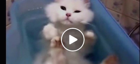 Als der Besitzer die Katzen ins Badewasser setzt, merkt er, dass sie ganz anders sind als andere Miezen.
