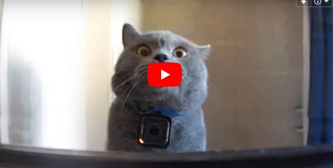 Der Mann bringt eine GoPro Kamera an seiner Katze an, das Resultat ist toll
