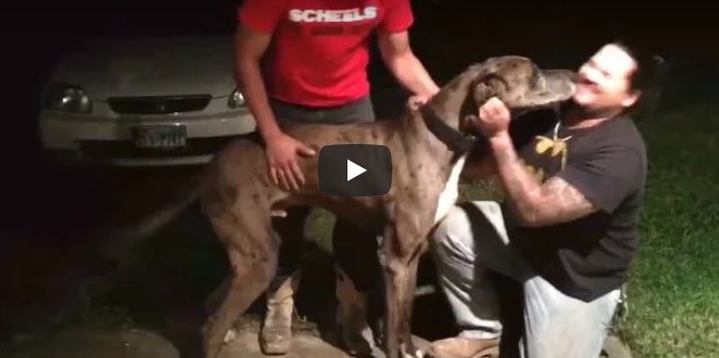 Er weinte, als sein Hund vor 2 Jahren verschwand – schau dir seine Reaktion an, als der Hund hinter der Garage sitzt!
