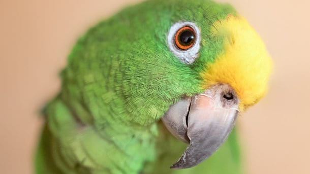 Ein Papagei-Geschichtenerzähler wurde im Internet populär. So ein Märchen über Rotkäppchen hast du noch nicht gehört!
